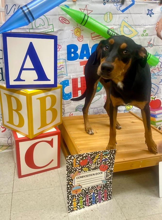 Prince, Adoptable, Young Male Doberman Pinscher.