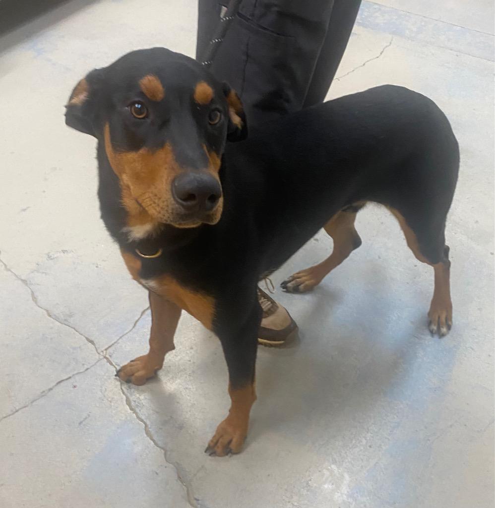 Prince, a Adoptable mixed breed in Bryant, AR image 2/6