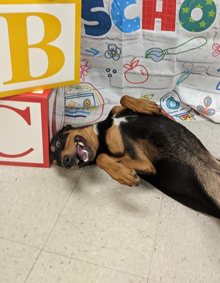 Prince, a Adoptable mixed breed in Bryant, AR image 3/6