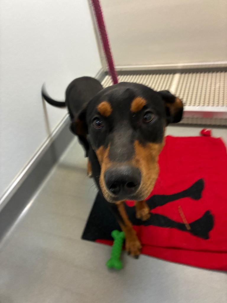 Prince, a Adoptable mixed breed in Bryant, AR image 4/6