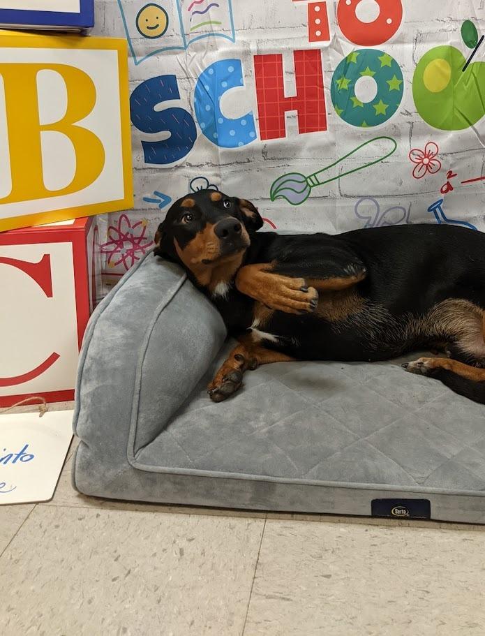 Prince, a Adoptable mixed breed in Bryant, AR image 5/6