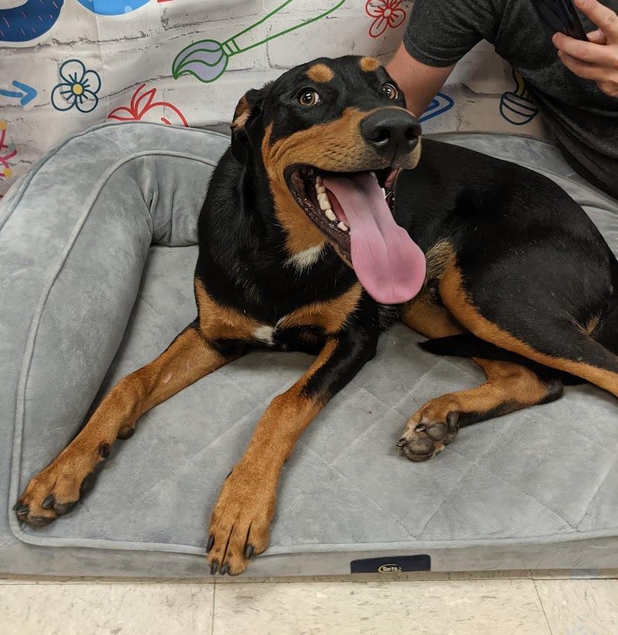 Prince, a Adoptable mixed breed in Bryant, AR image 6/6