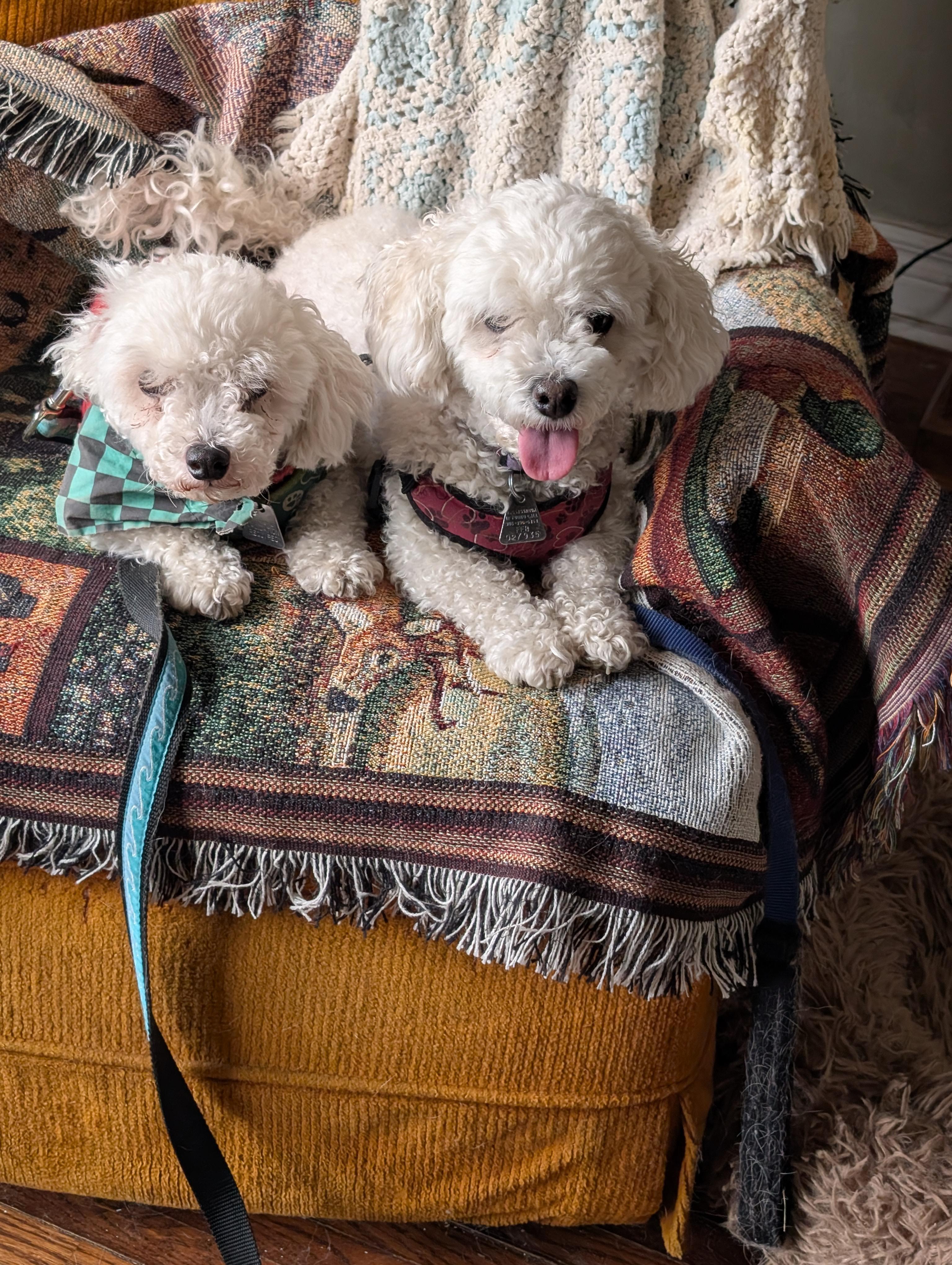 Marshmallow, ADOPTABLE, Adult Male Bichon Frise.