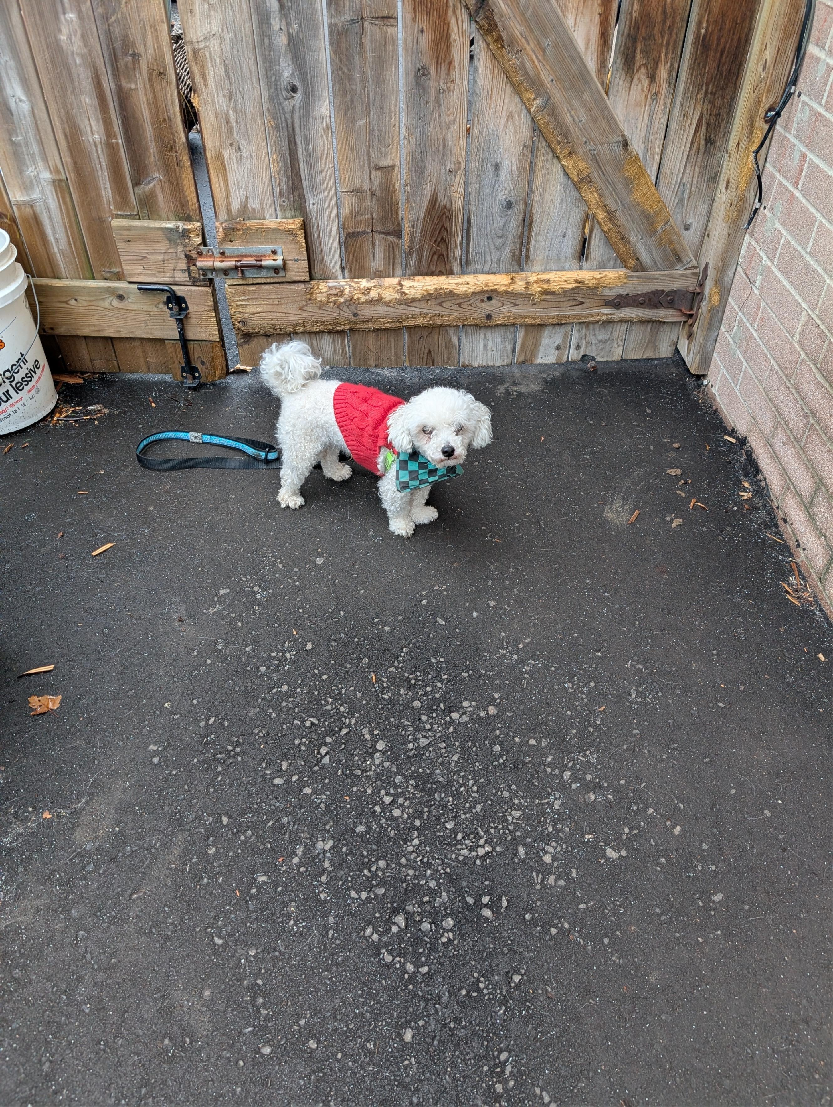 Enlarge Marshmallow, an adoptable Bichon Frise in Mississauga, ON image 3/4