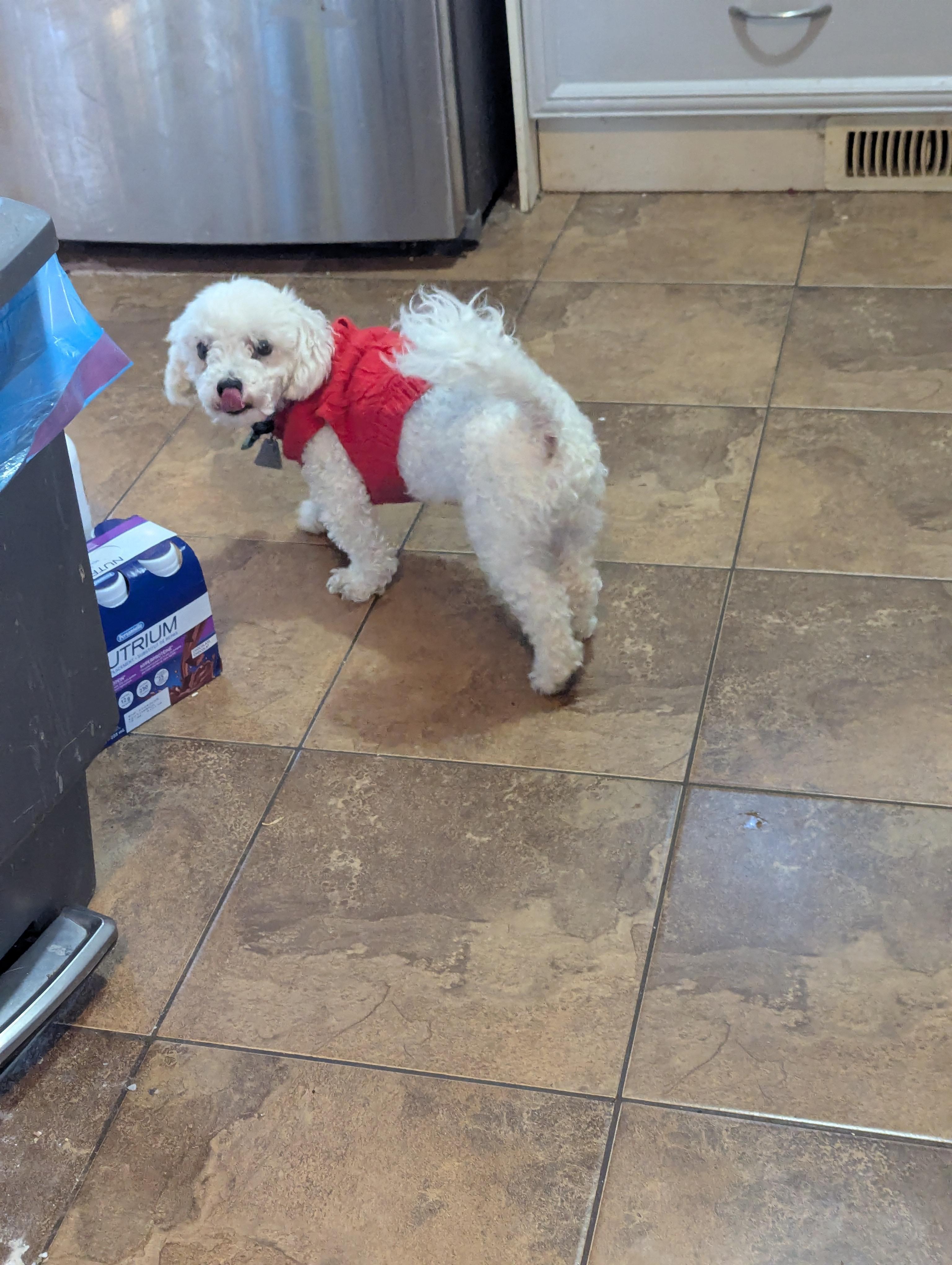 Enlarge Marshmallow, an adoptable Bichon Frise in Mississauga, ON image 2/4