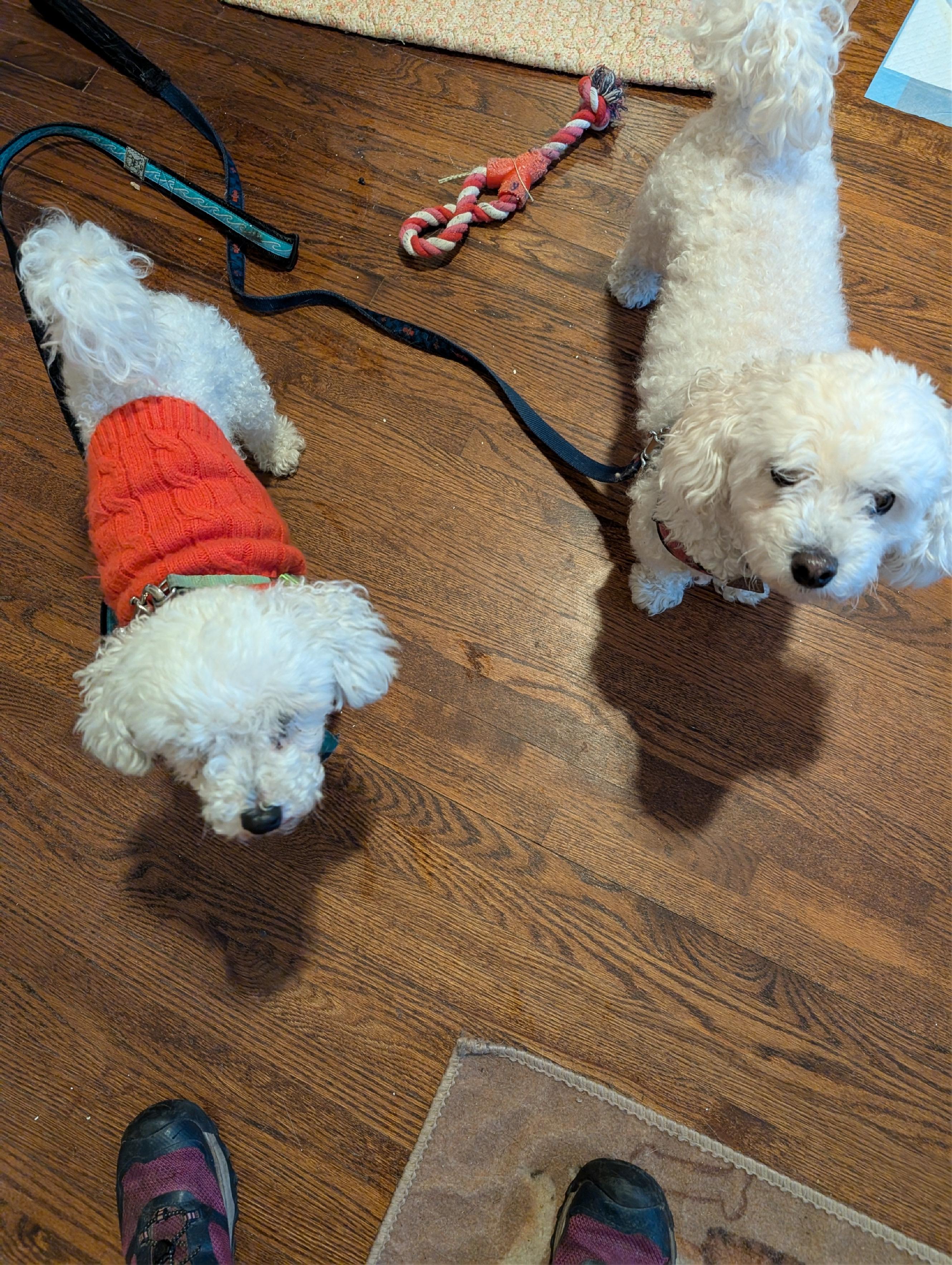 Enlarge Marshmallow, an adoptable Bichon Frise in Mississauga, ON image 4/4
