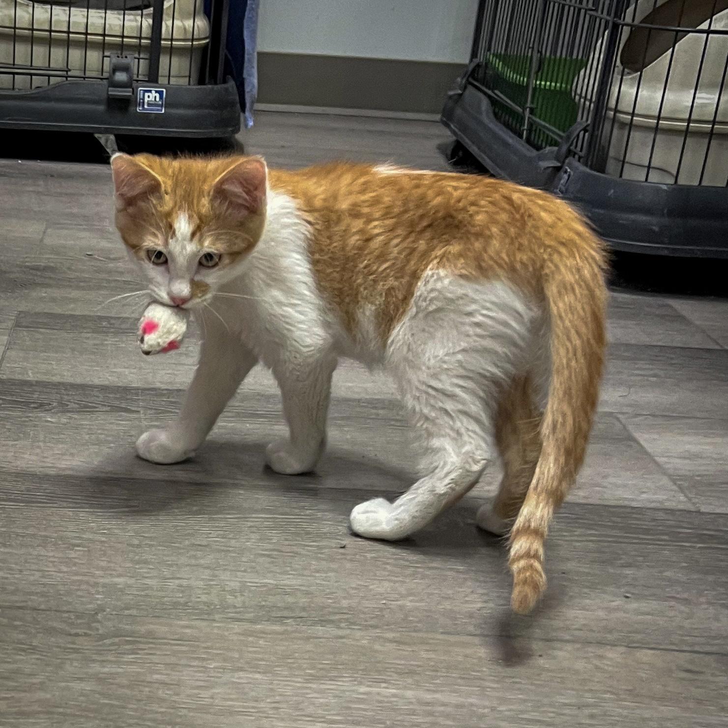 Enlarge Fiyero, an adopted Domestic Short Hair in Overland Park, KS image 2/3