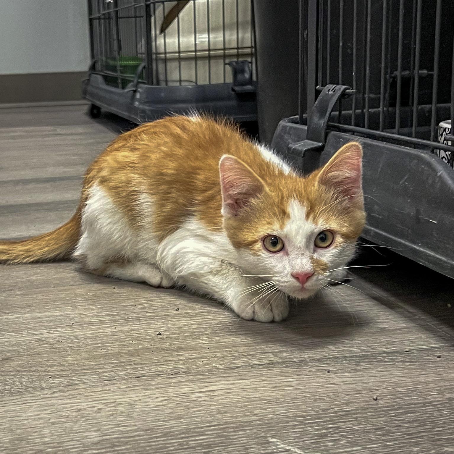 Enlarge Fiyero, an adopted Domestic Short Hair in Overland Park, KS image 3/3