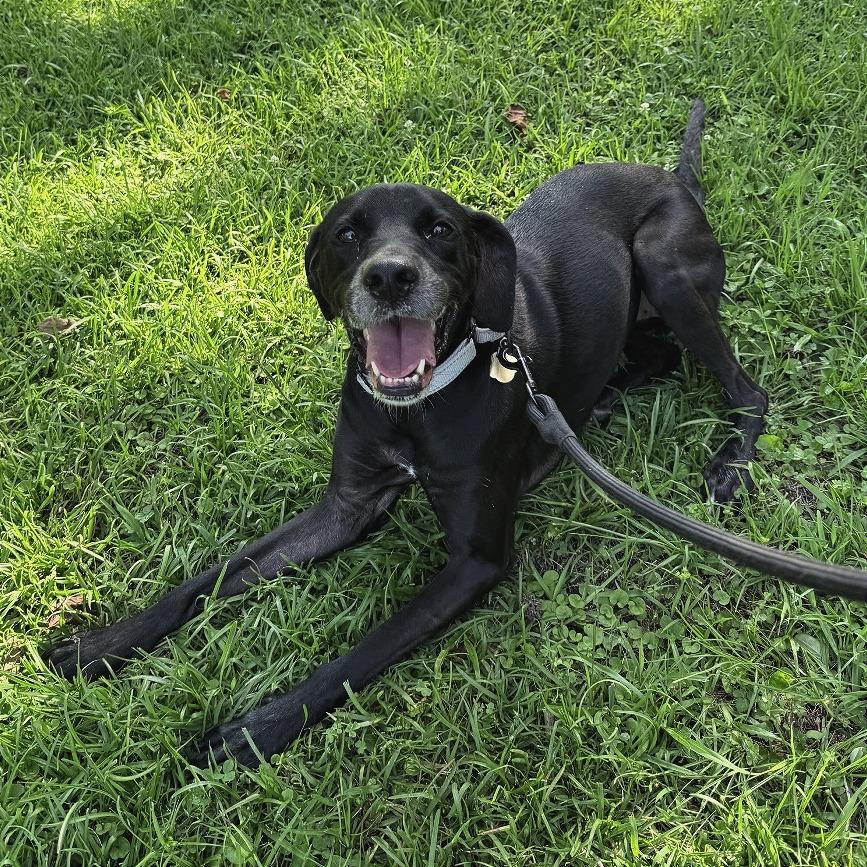 Lala, Adoptable, Adult Female Mixed Breed.