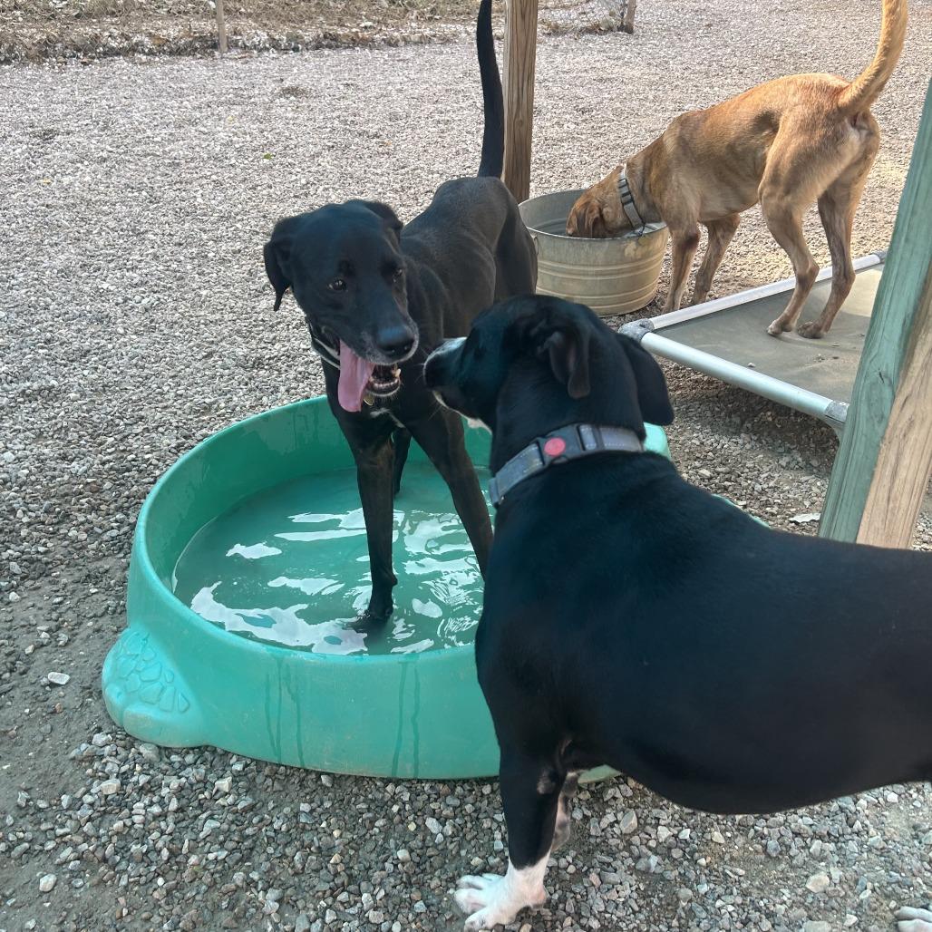 Enlarge Lala, a Adoptable Mixed Breed in Auburn, AL image 2/6