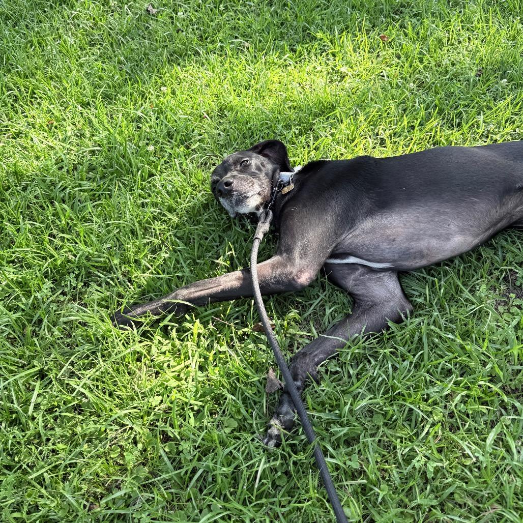 Enlarge Lala, a Adoptable Mixed Breed in Auburn, AL image 5/6