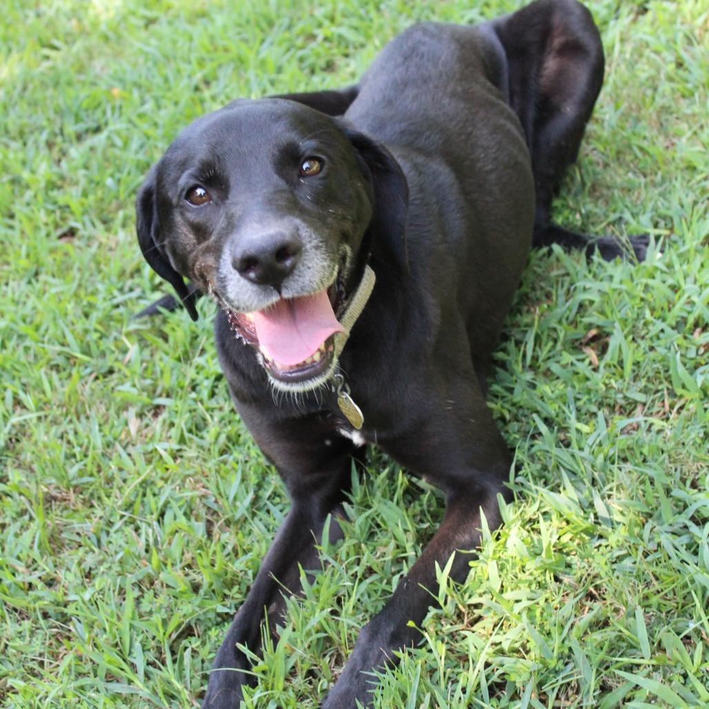 Enlarge Lala, a Adoptable Mixed Breed in Auburn, AL image 6/6