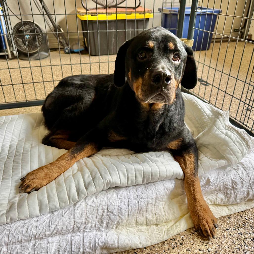Enlarge Abby, a Adoptable Rottweiler in Kerrville, TX image 1/1