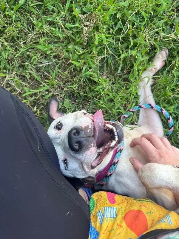 Mood Ring, a ADOPTABLE Mixed Breed in Miamitown, OH image 4/4