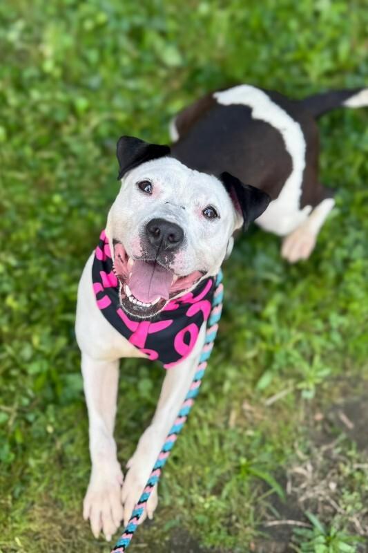 Mood Ring, ADOPTABLE, Adult Female Mixed Breed.