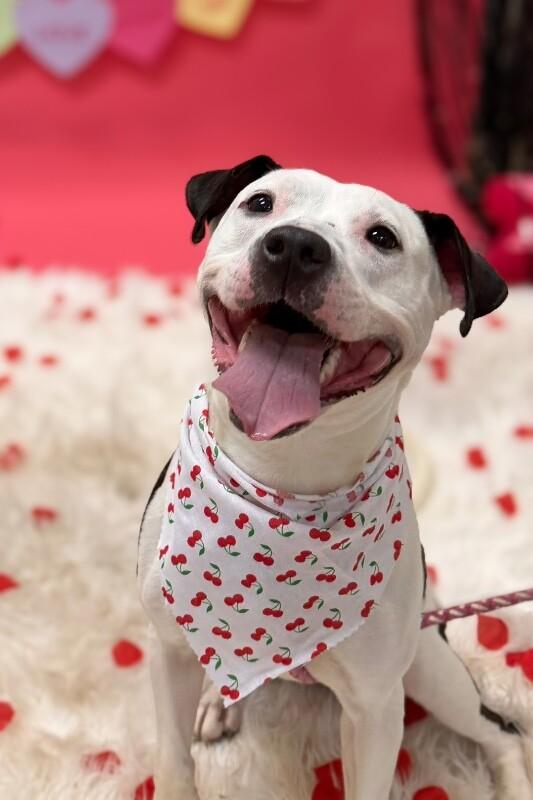 Mood Ring, a ADOPTABLE Mixed Breed in Miamitown, OH image 2/4