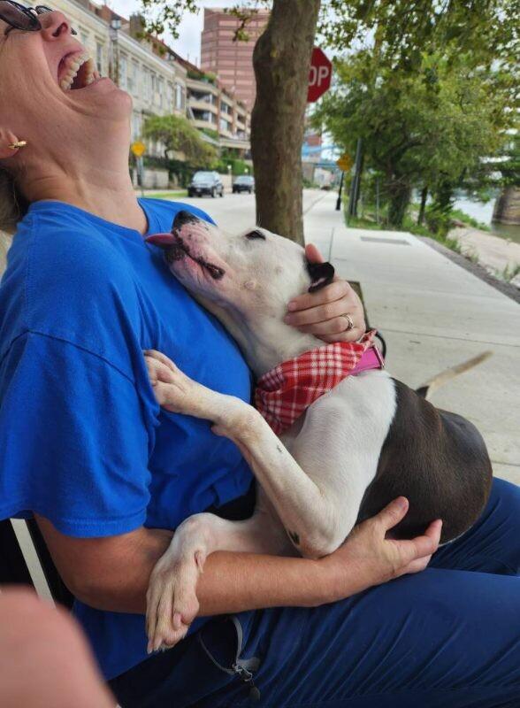 Mood Ring, a ADOPTABLE Mixed Breed in Miamitown, OH image 3/4