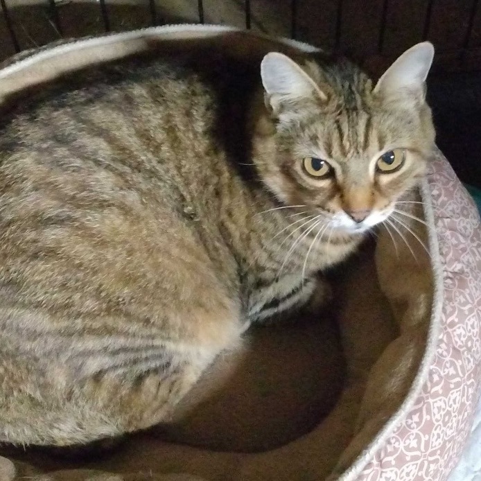 Bob, Adopted, Adult Male American Bobtail.