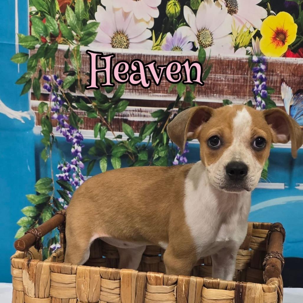 Heaven, a Adoptable Mixed Breed in Joliet, IL image 1/2