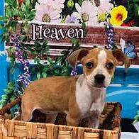 Heaven, a Adoptable Mixed Breed in Joliet, IL image 2/2