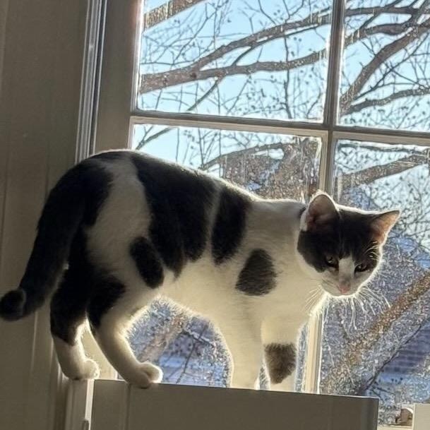 Enlarge Oogie, a Adoptable Domestic Short Hair in Alexandria, VA image 6/6