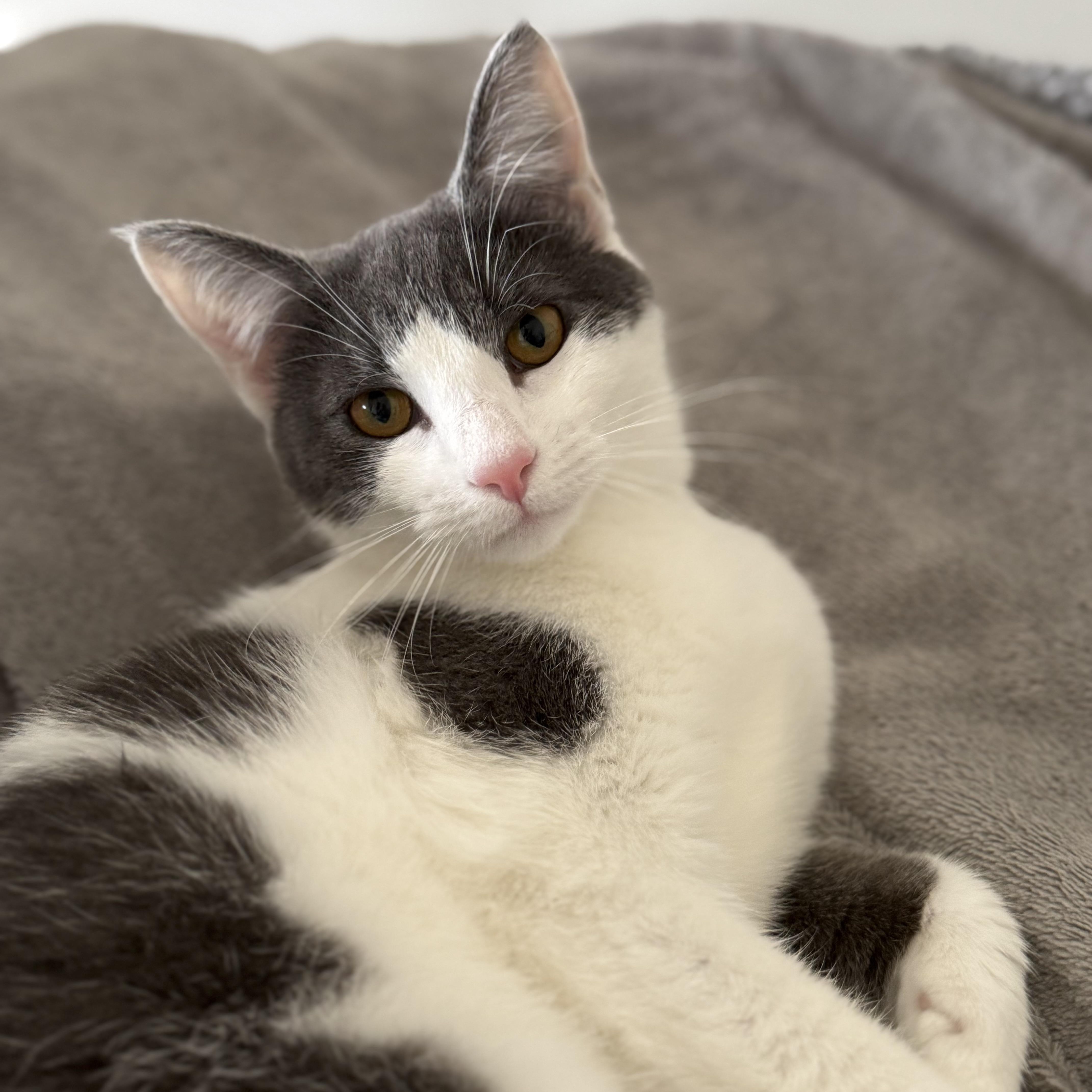 Enlarge Oogie, a Adoptable Domestic Short Hair in Alexandria, VA image 1/6