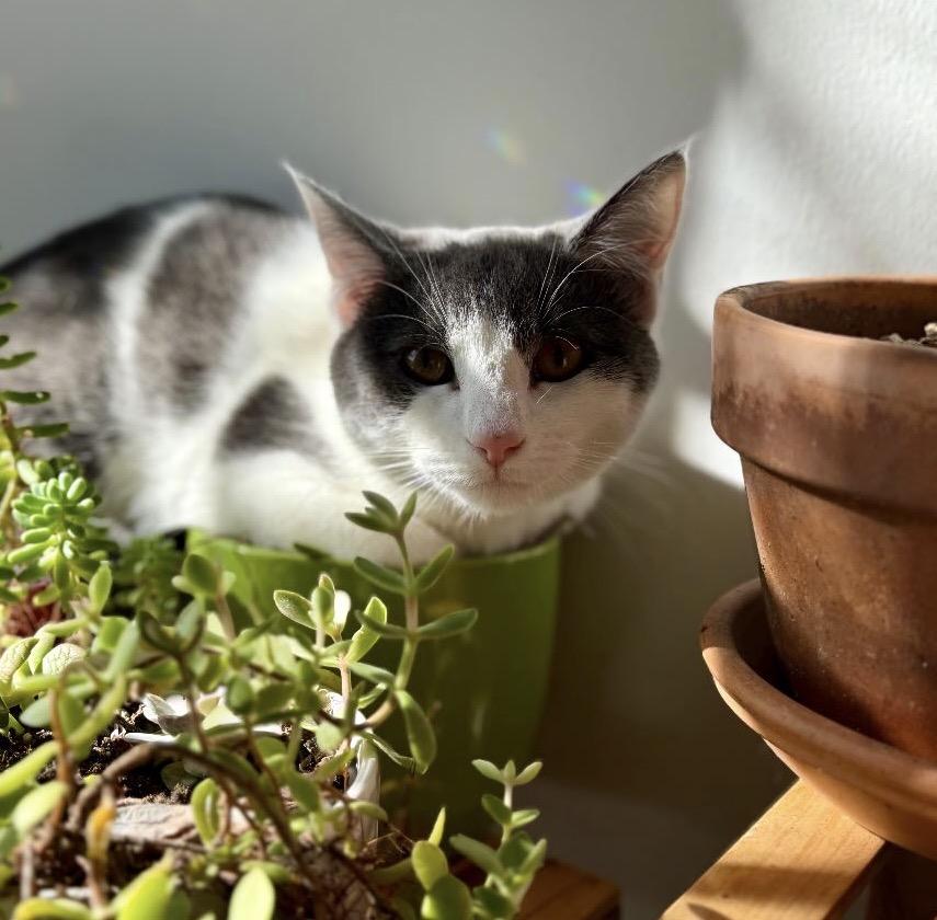 Enlarge Oogie, a Adoptable Domestic Short Hair in Alexandria, VA image 3/6