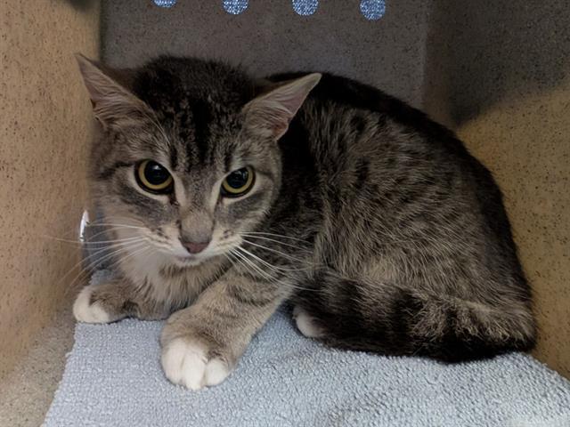 BREEZE, Adoptable, Young Female Domestic Short Hair.