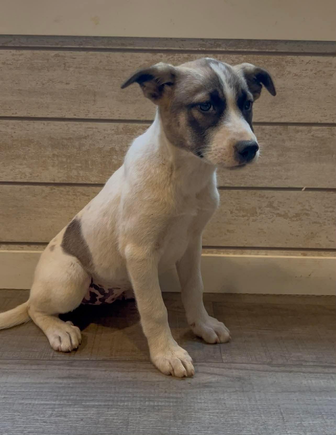 Enlarge Kiwi, a Adoptable mixed breed in New Baltimore, MI image 1/2