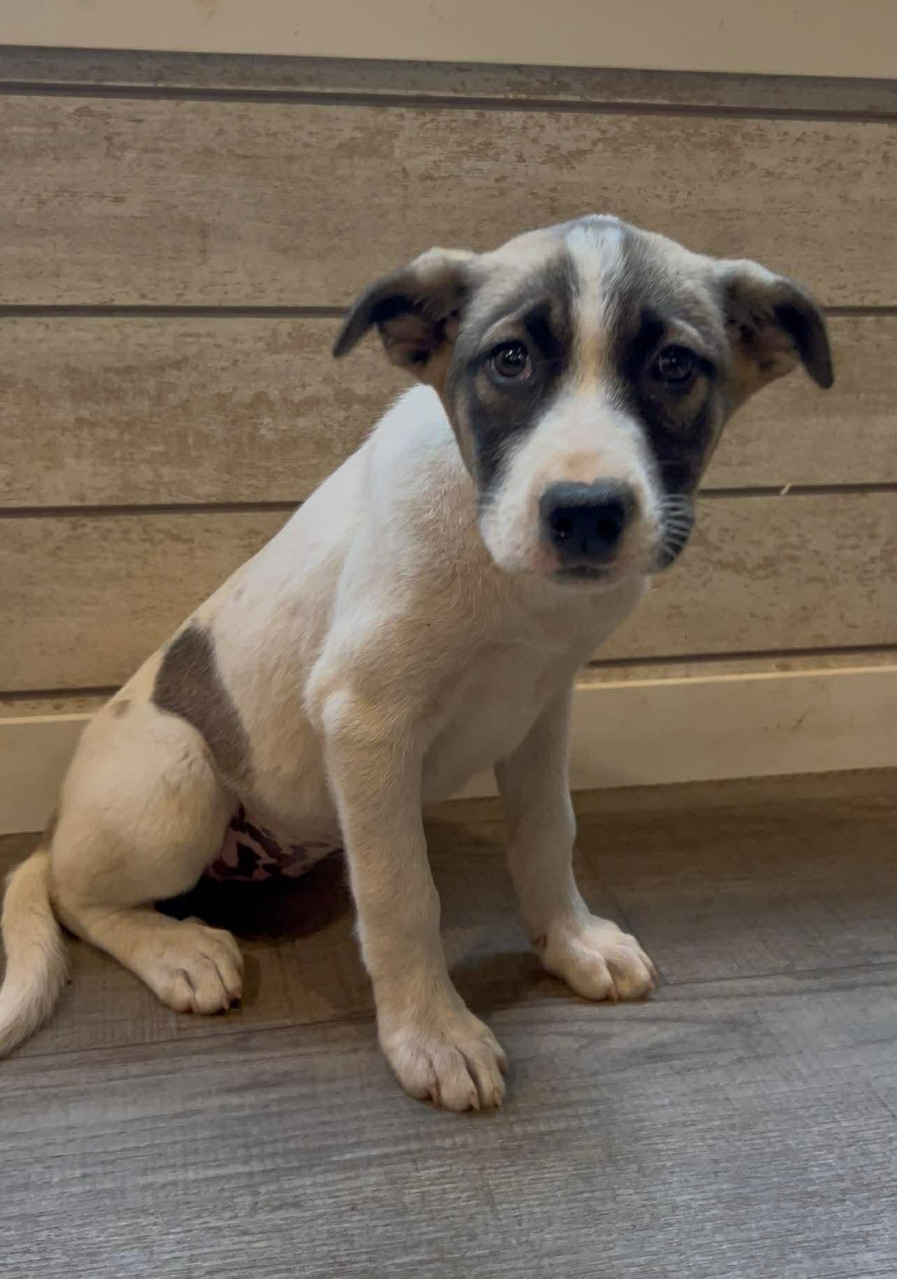 Enlarge Kiwi, a Adoptable mixed breed in New Baltimore, MI image 2/2