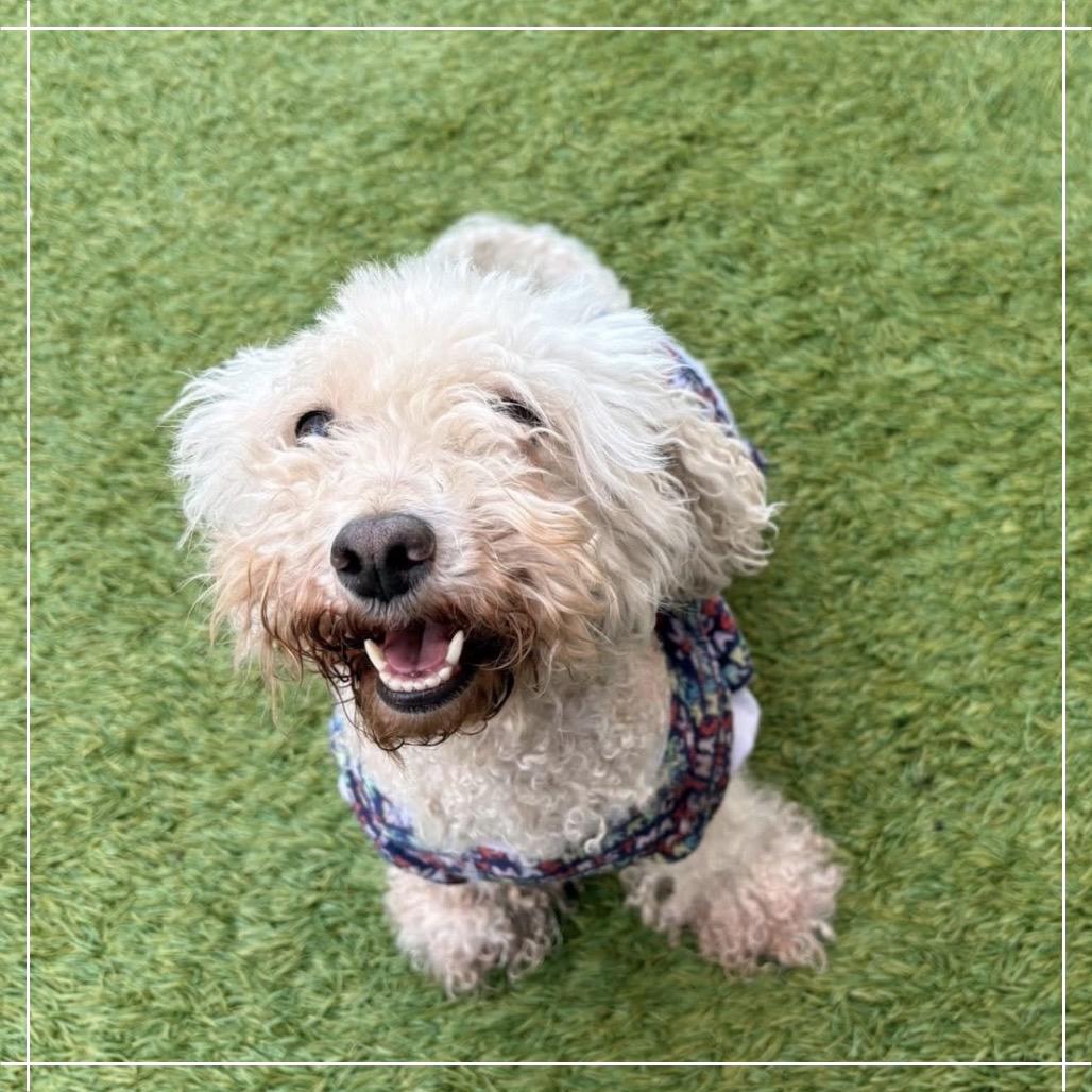 Goldie, Adoptable, Adult Female Cockapoo.