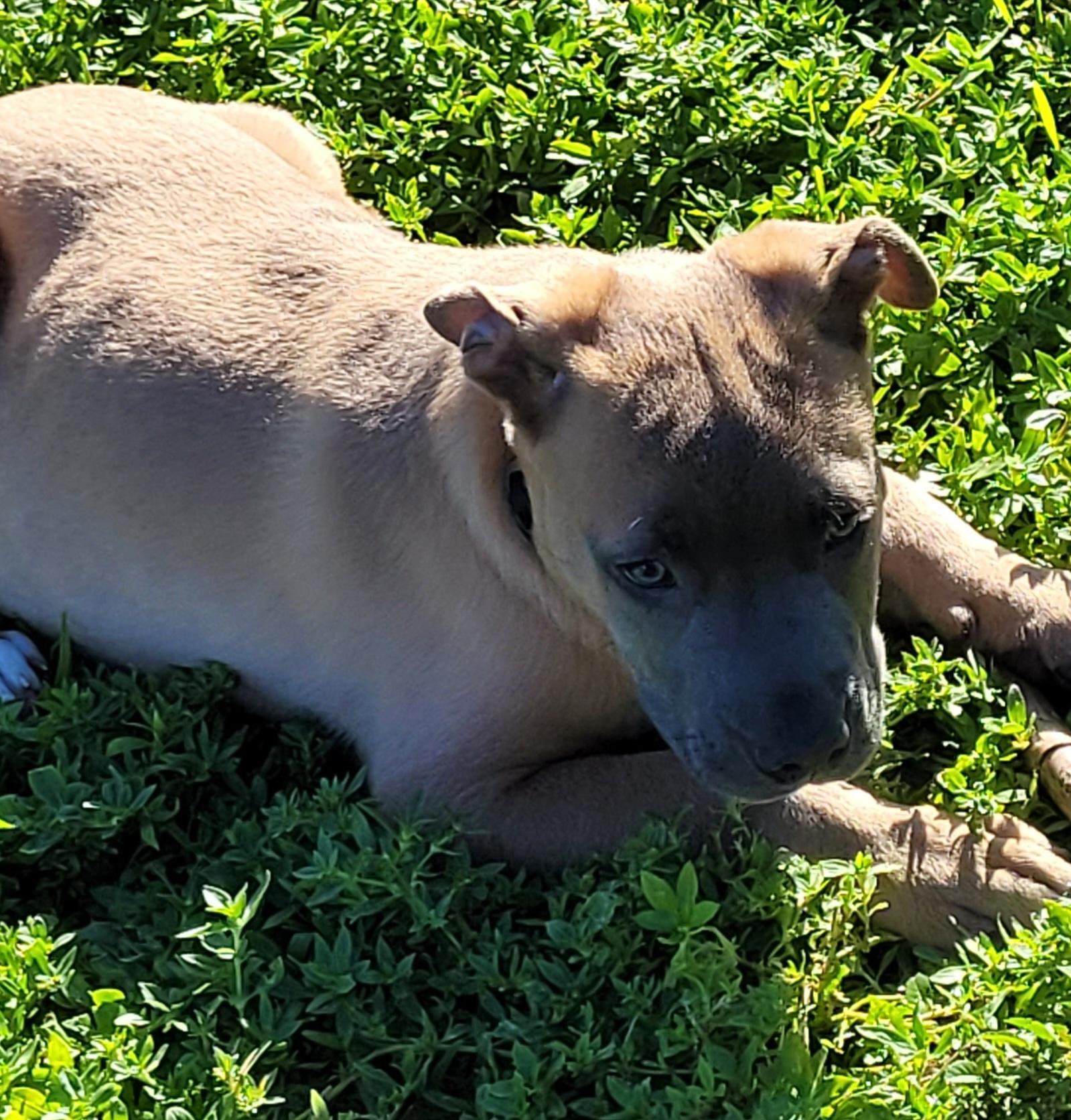 Zeus, a Adoptable mixed breed in Deerfield Beach, FL image 1/6