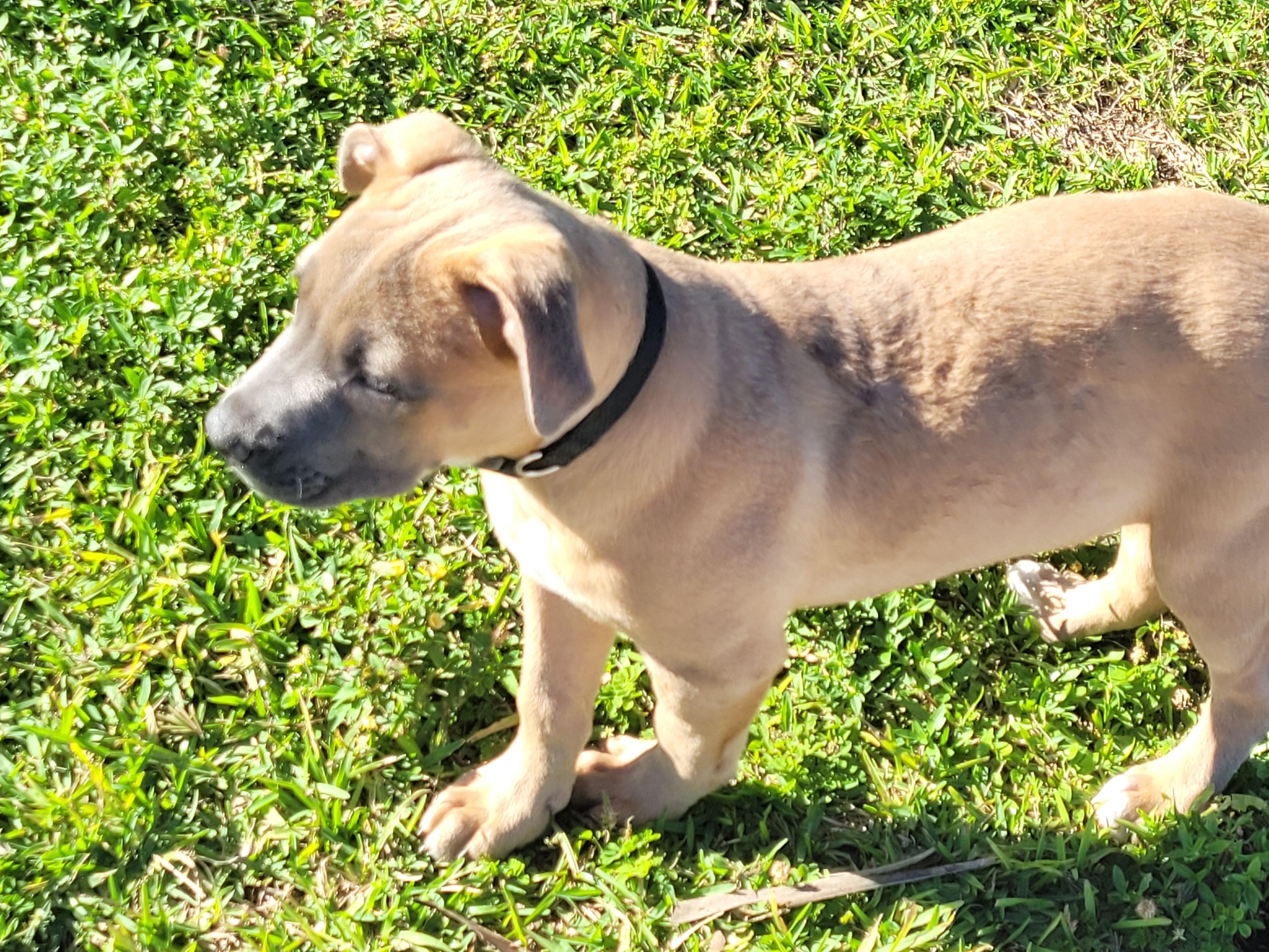 Zeus, a Adoptable mixed breed in Deerfield Beach, FL image 2/6