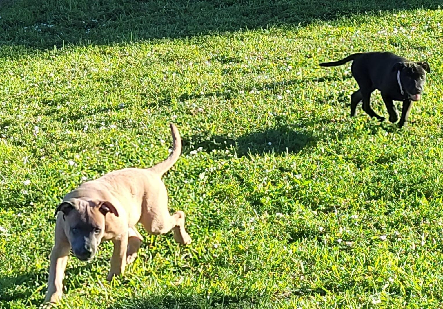 Zeus, a Adoptable mixed breed in Deerfield Beach, FL image 4/6