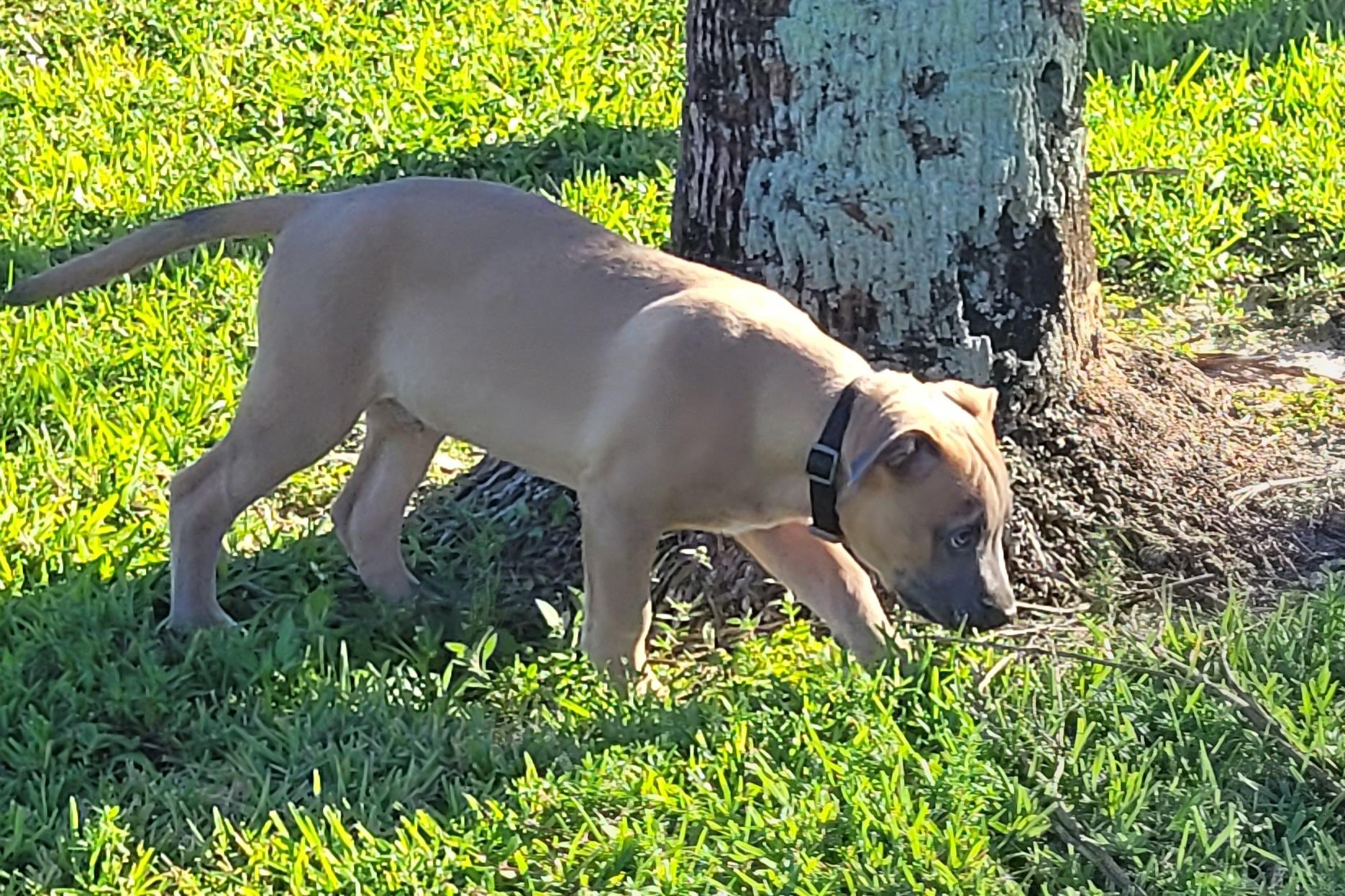 Zeus, a Adoptable mixed breed in Deerfield Beach, FL image 5/6