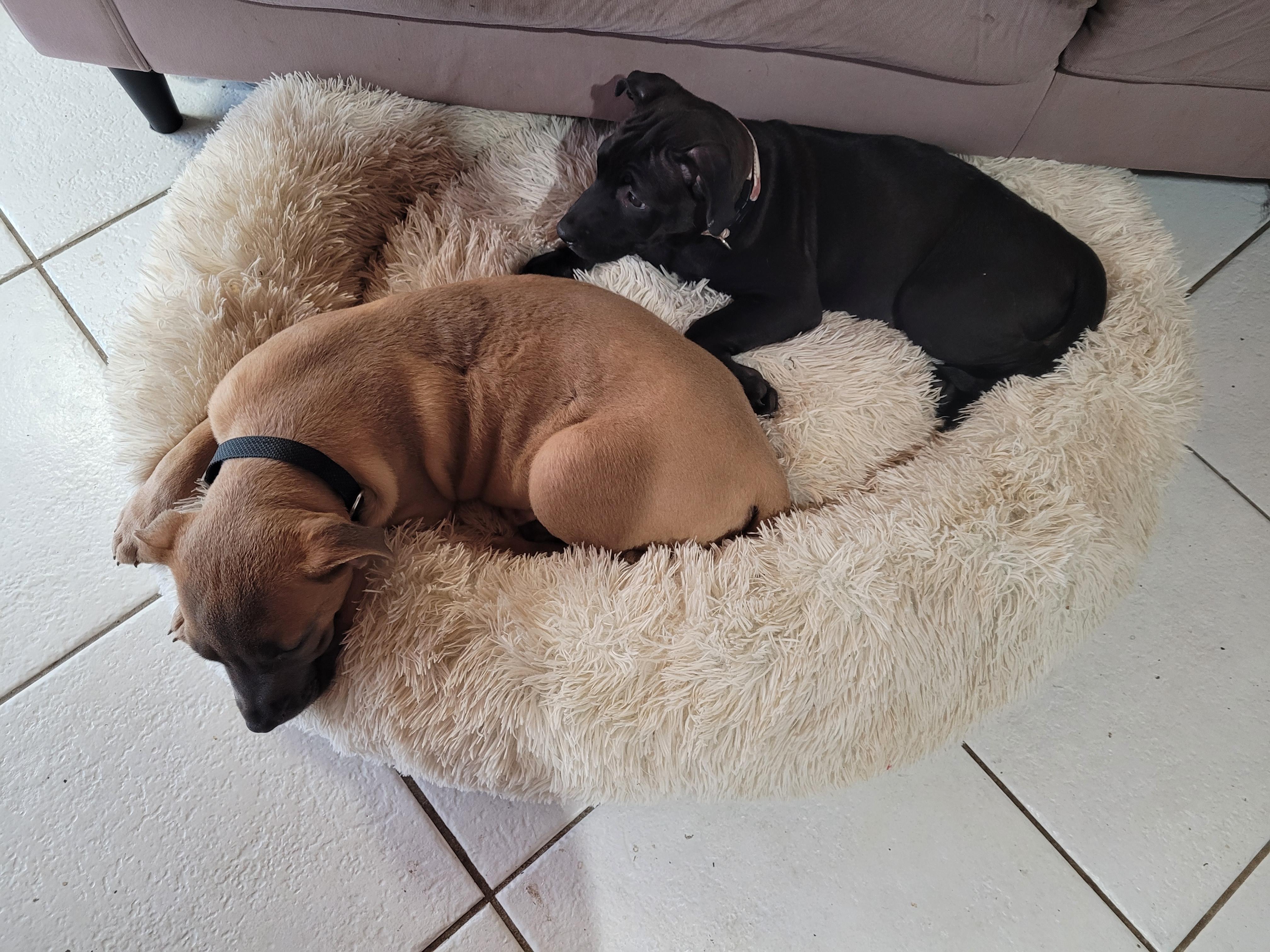 Zeus, a Adoptable mixed breed in Deerfield Beach, FL image 6/6