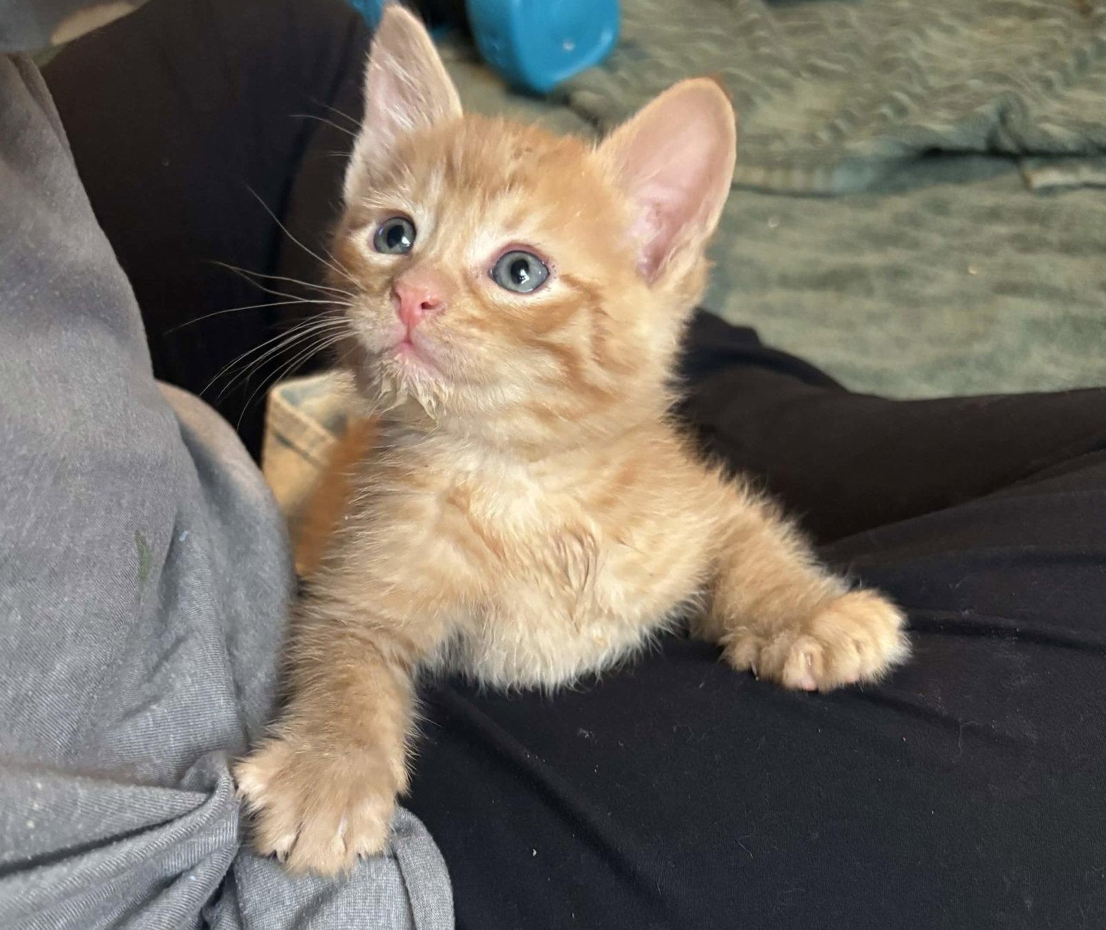 Kevin, Adopted, Young Male Domestic Short Hair.
