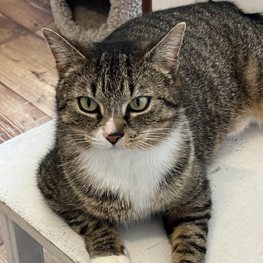 Gladys, Adoptable, Adult Female Domestic Short Hair.