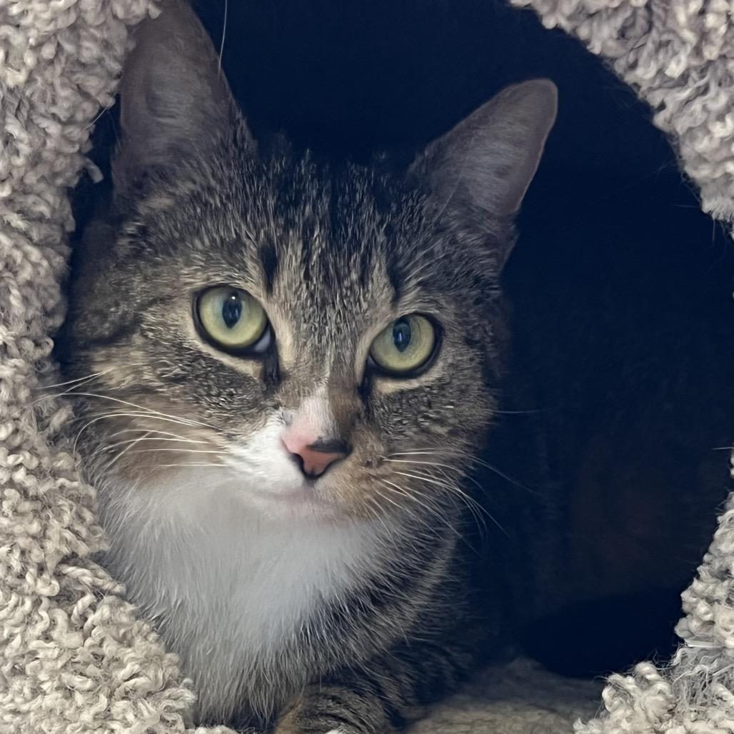 Enlarge Gladys, a Adoptable Domestic Short Hair in Calverton, NY image 2/2