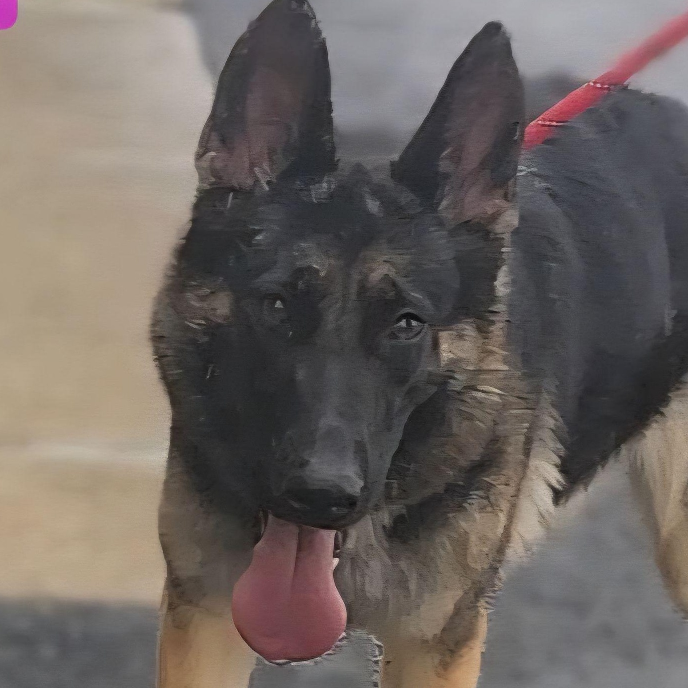 Enlarge KIPP, a Adoptable German Shepherd Dog in Ashland, OH image 1/5