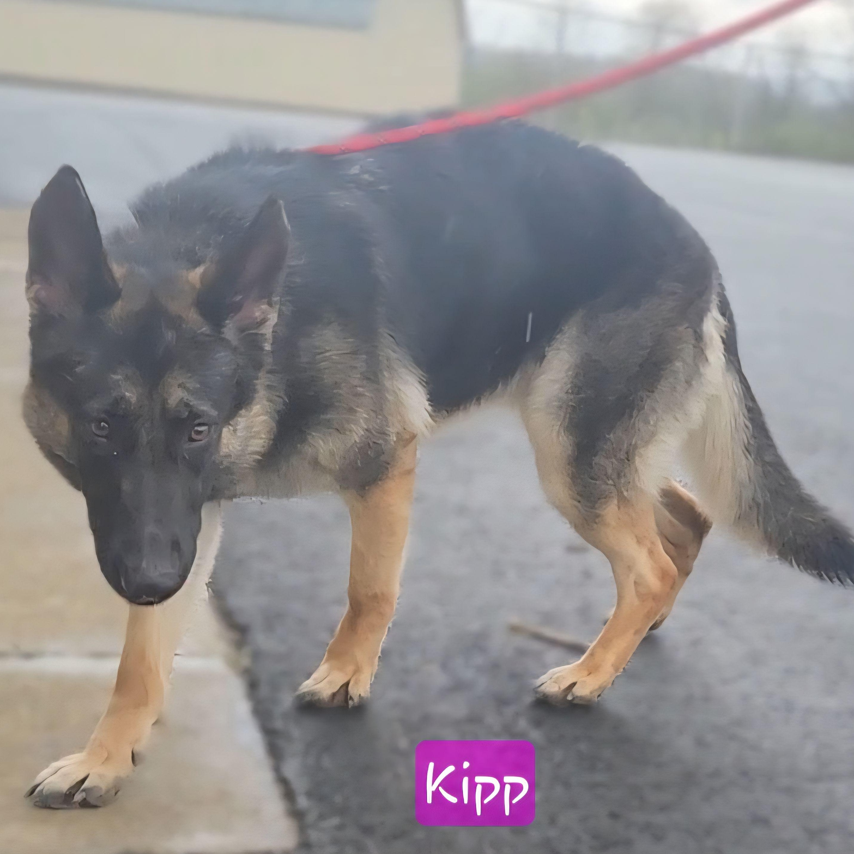 Enlarge KIPP, a Adoptable German Shepherd Dog in Ashland, OH image 5/5