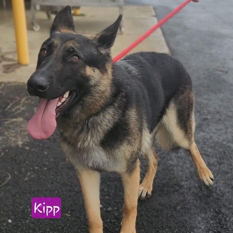 Enlarge KIPP, a Adoptable German Shepherd Dog in Ashland, OH image 3/5