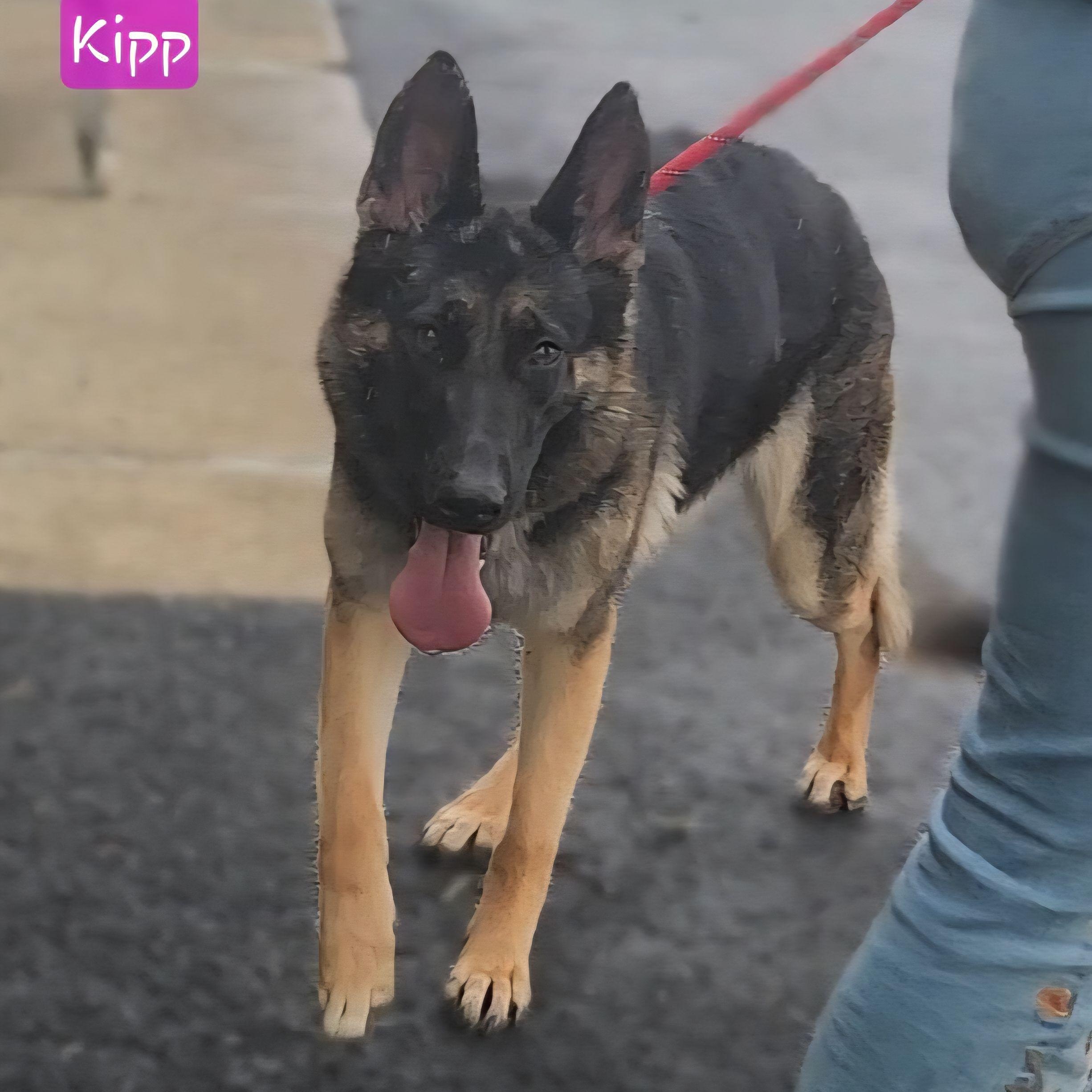 Enlarge KIPP, a Adoptable German Shepherd Dog in Ashland, OH image 4/5