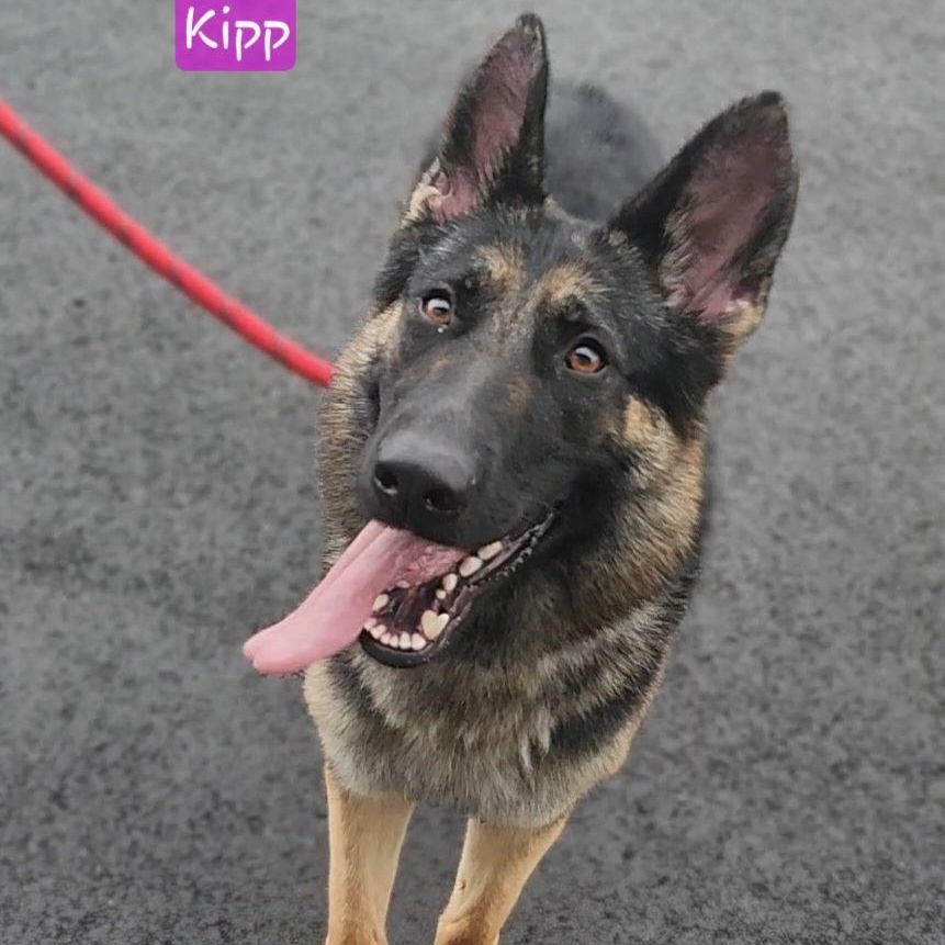 Enlarge KIPP, a Adoptable German Shepherd Dog in Ashland, OH image 2/5
