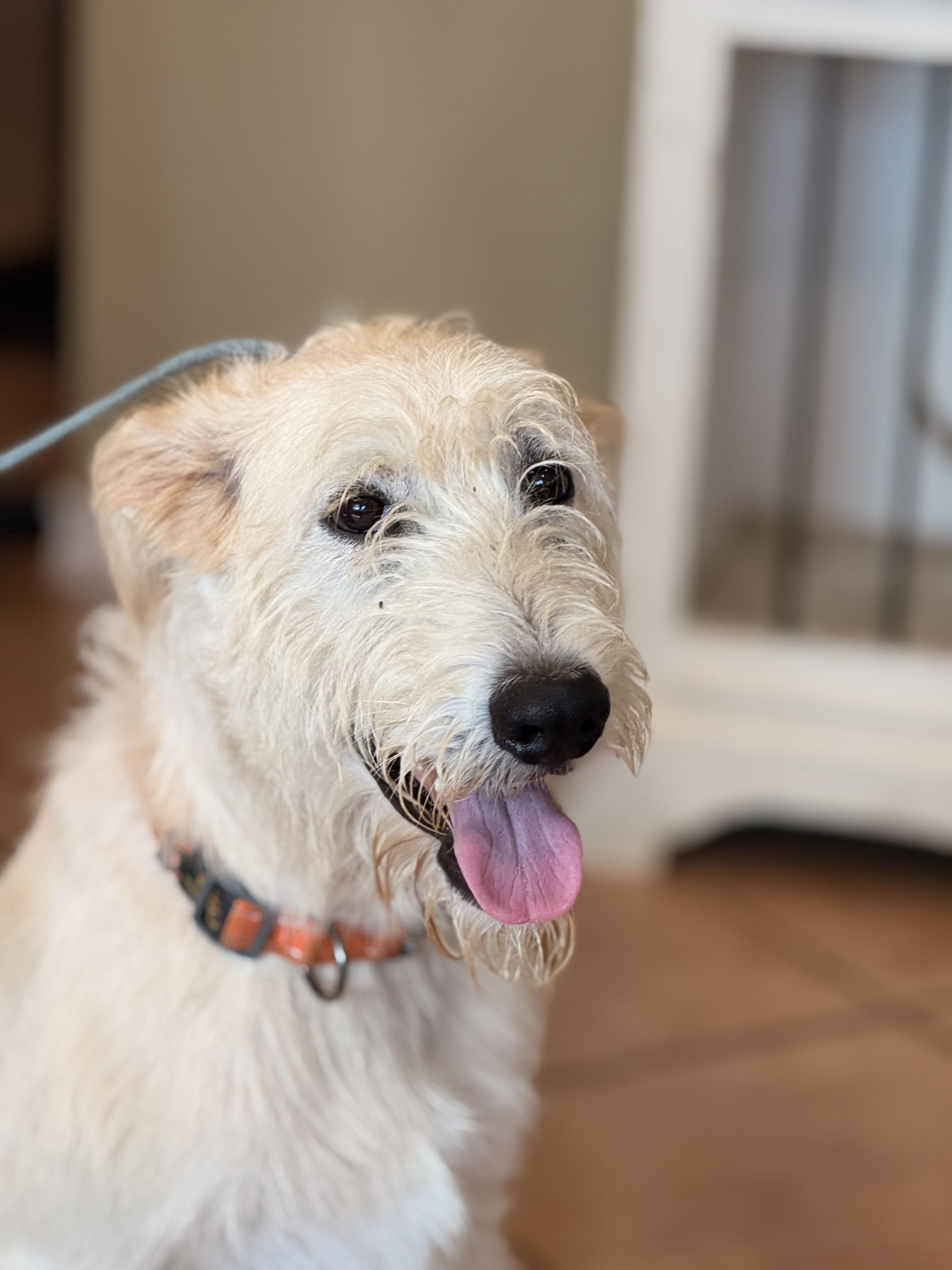 Noodle, adopted, Young Male Labradoodle.