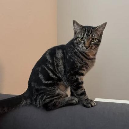 Enlarge Henry, a Adoptable Domestic Short Hair in Charlottesville, VA image 1/6