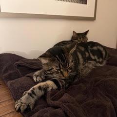 Enlarge Henry, a Adoptable Domestic Short Hair in Charlottesville, VA image 2/6