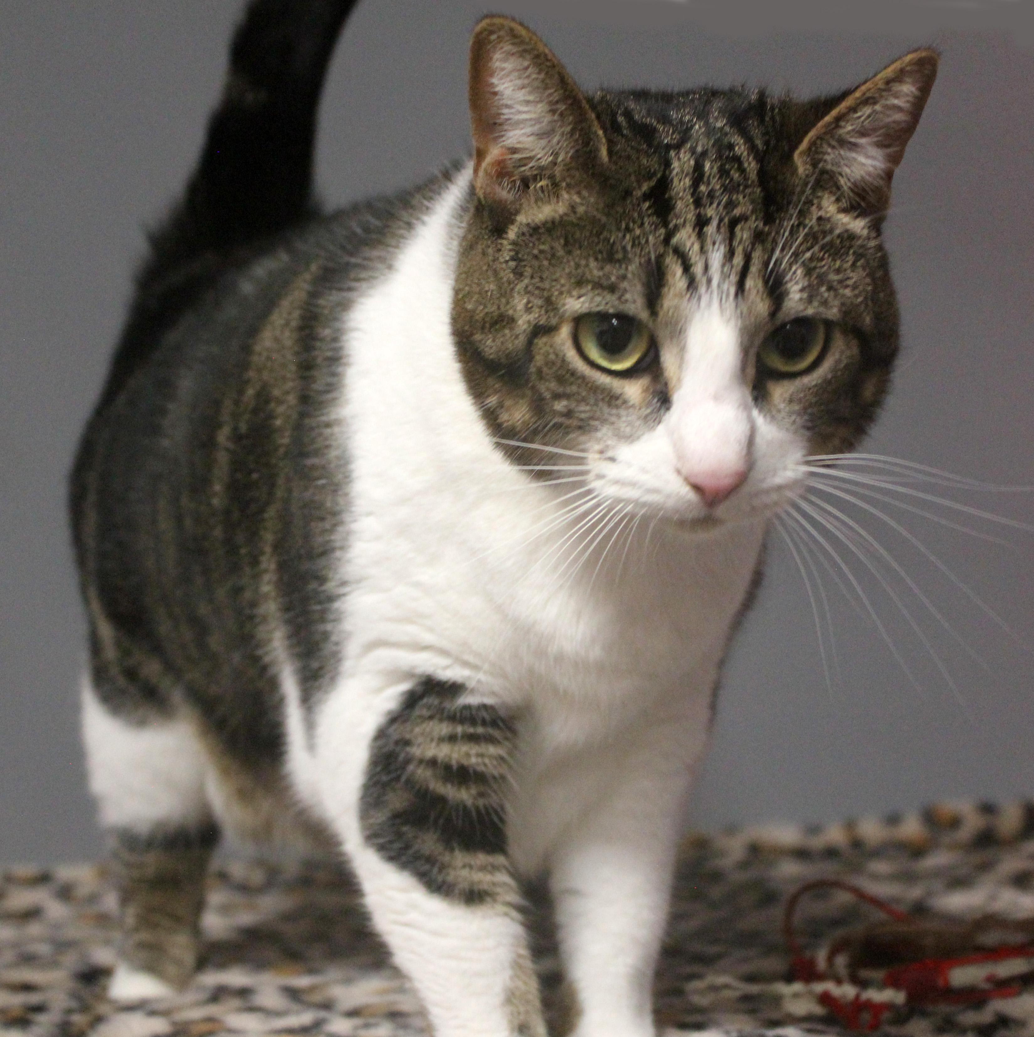 HONEY, Adult Female Domestic Short Hair