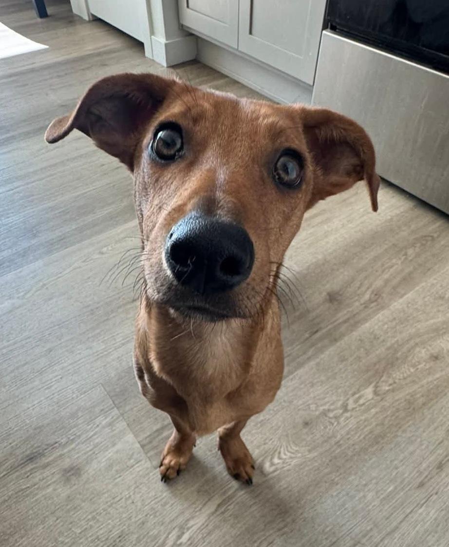 Lol-P-29 Fawn, an adoptable Chiweenie, Labrador Retriever in Billings, MT, 59101 | Photo Image 3