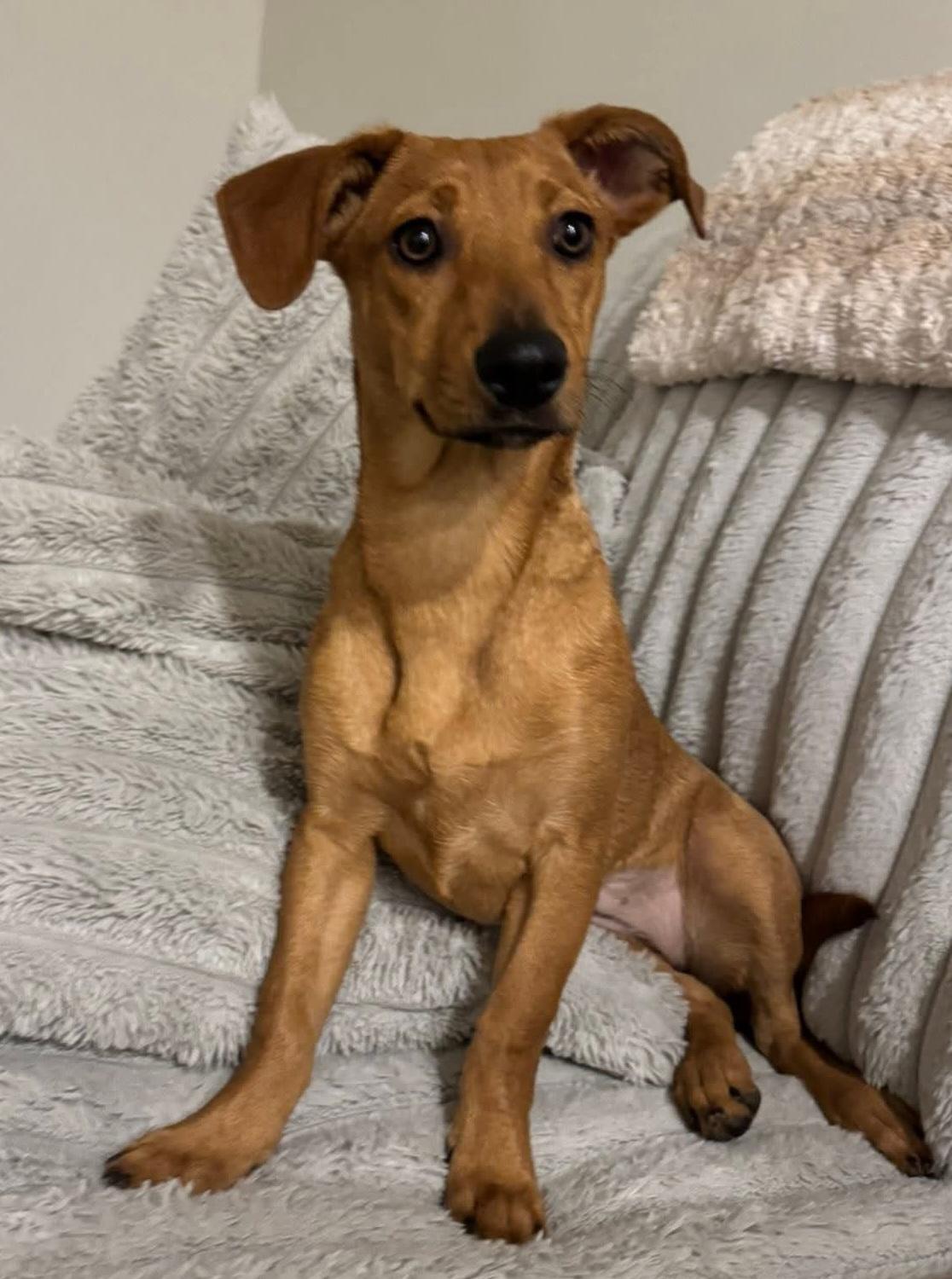 Lol-P-29 Fawn, an adoptable Chiweenie, Labrador Retriever in Billings, MT, 59101 | Photo Image 4